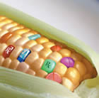 Autorisation des OGM